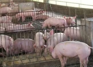 DA, iimbestigahan ang kontrobersyal na Pork Importation ng bansa