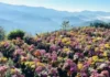 Flower buyers sa Benguet, dagsa na, ilang araw bago ang Undas