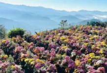 Flower buyers sa Benguet, dagsa na, ilang araw bago ang Undas
