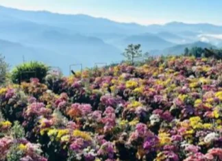Flower buyers sa Benguet, dagsa na, ilang araw bago ang Undas