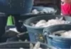 Suplay ng Isda sa Bansa, Nanatiling Sapat sa Gitna ng Epekto ng El Niño; Importasyon sa Sektor ng Pangingisda, Dinepensahan ng BFAR