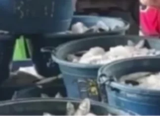 Suplay ng Isda sa Bansa, Nanatiling Sapat sa Gitna ng Epekto ng El Niño; Importasyon sa Sektor ng Pangingisda, Dinepensahan ng BFAR