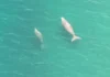 Dugong, pawikan, namataan sa Sultan Kudarat
