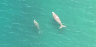 Dugong, pawikan, namataan sa Sultan Kudarat