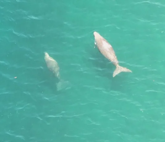 Dugong, pawikan, namataan sa Sultan Kudarat
