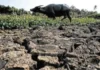 DA, Pabor sa Calamity Declaration para sa Agresibong Pagtugon sa El Niño