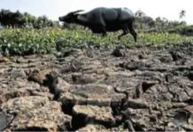 DA, Pabor sa Calamity Declaration para sa Agresibong Pagtugon sa El Niño