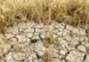 Maagang Pinsala sa Agrikultura Dulot ng El Niño, Ikinababahala ng ilang Grupo; Domino Effect sa Ekonomiya at Food Security, Posibleng Umanong Mangyari
