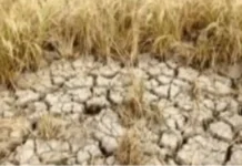 Maagang Pinsala sa Agrikultura Dulot ng El Niño, Ikinababahala ng ilang Grupo; Domino Effect sa Ekonomiya at Food Security, Posibleng Umanong Mangyari