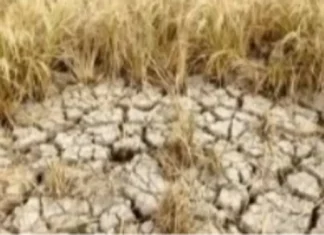 Maagang Pinsala sa Agrikultura Dulot ng El Niño, Ikinababahala ng ilang Grupo; Domino Effect sa Ekonomiya at Food Security, Posibleng Umanong Mangyari