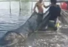 Closed Fishing Season para sa Galunggong, Ipinatupad sa Hilagang-Silangang Palawan