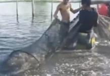 Closed fishing season para sa Galunggong, ipinatupad sa Hilagang-Silangang Palawan