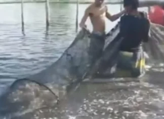 Closed Fishing Season para sa Galunggong, Ipinatupad sa Hilagang-Silangang Palawan
