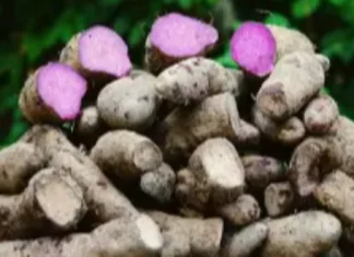 Pilipinas at US nagkaroon ng $34 million deal sa pagpapalago ng Ube