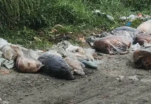 29 na mga bangkay ng hayop itinapon sa Bulacan