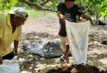 Organic agriculture practitioner, ginapatuman ang organic fertilizer sa probinsya sang Capiz bilang preparasyon sa Super El Niño