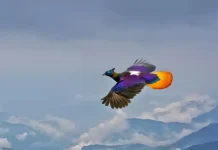 Himalayan Bird, nakuhaan sang litrato samtang nagalupad sa kahawaan