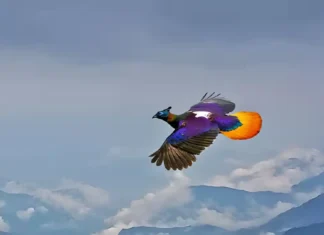 Himalayan Bird, nakuhaan sang litrato samtang nagalupad sa kahawaan