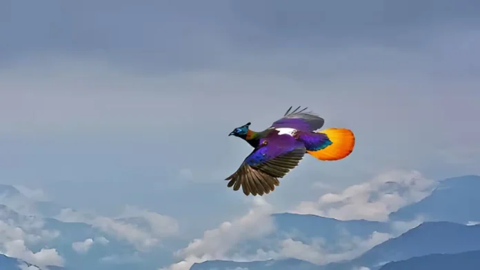Himalayan Bird