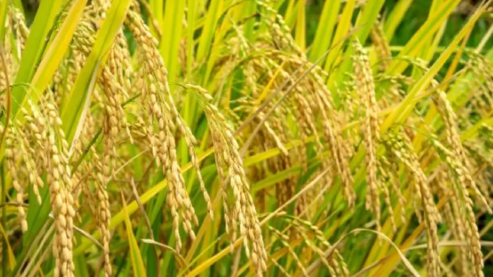 Palay
