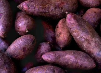 USDA, nagpain sang $34.1 million para sa pagpasanyog sang industriya sang ube sa Pilipinas