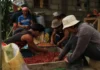 Produksyon sang kape sa Pilipinas, posible nga magnubo bangud sa El Niño kag mataas nga gasto