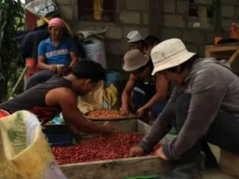 Produksyon sang kape sa Pilipinas, posible nga magnubo bangud sa El Niño kag mataas nga gasto