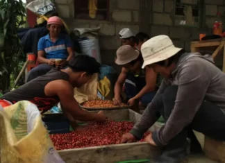 Produksyon sang kape sa Pilipinas, posible nga magnubo bangud sa El Niño kag mataas nga gasto