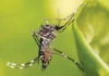 Dengue cases sa Capiz, yara na sa lima ang nabalhag nga napatay