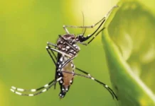 Dengue cases sa Capiz, yara na sa lima ang nabalhag nga napatay