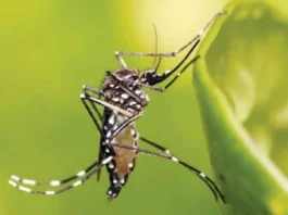 Dengue cases sa Capiz, yara na sa lima ang nabalhag nga napatay