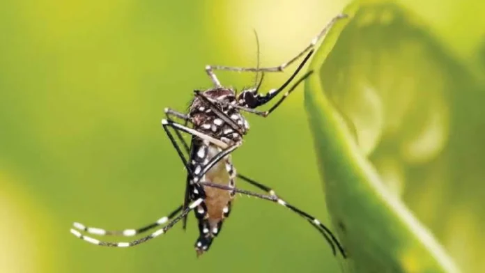 dengue