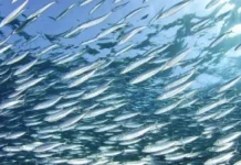 Closed Fishing Season sa Visayan Sea, magasugod sa Nobyembre 15, 2026