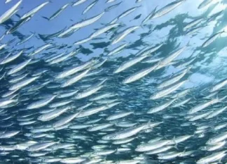 Closed Fishing Season sa Visayan Sea, magasugod sa Nobyembre 15, 2026