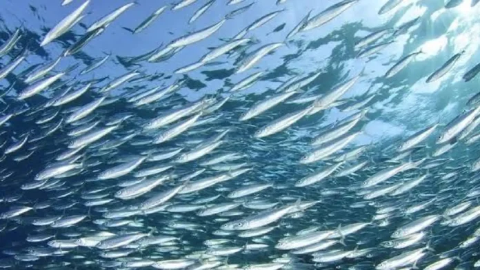 fish