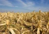 Halit sang El Niño sa sector sang agrikultura sa pungsod, naglab-ot sa P8.57 billion – DA