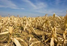 Halit sang El Niño sa sector sang agrikultura sa pungsod, naglab-ot sa P8.57 billion – DA