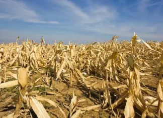 Halit sang El Niño sa sector sang agrikultura sa pungsod, naglab-ot sa P8.57 billion – DA