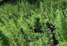 Mahigit P5-m na halaga ng marijuana,sinira sa Kalinga