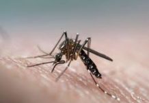 Pagkamatay ng walong nagkasakit ng dengue sa Tuguegarao City, alarming- CHO