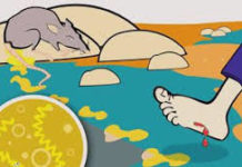 Provincial Health Office- Cagayan, pinayuhan ang publiko na mag-ingat sa sakit na leptospirosis