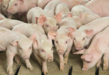 Pagkamatay ng ilang baboy sa Cagayan, walang kinalaman sa African swine fever- PVO