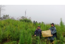 Mahigit P9m na halaga ng fully grown marijuana at dried marijuana leaves, sinunog sa Kalinga
