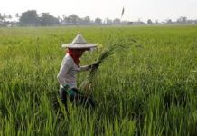Mga magsasaka sa Cagayan, tinawag na hindi makatao si Senator Villar dahil sa Rice Tarrification Law