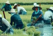 P15k na pautang ng gobyerno sa mga magsasaka, ibigay na lang na cash incentive- Philippine Farmers Advisory Board