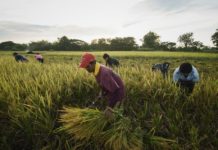 Magsasaka sa Tabuk City, Kalinga, nanawagang amyendahan ang Rice Tarrification Law dahil sa pagbaba ng presyo ng palay