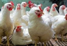 Shortage ng poultry products, nararanasan sa Region 2