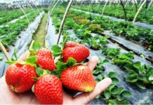 Planting materials para sa lowland strawberry, wala pa- Researcher