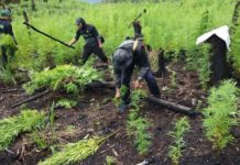 P62.1-M marijuana, muling sinunog sa Kalinga