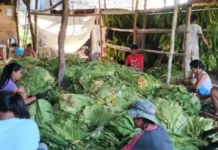 Tobacco farmers sa Cagayan, kabilang sa mga makakatanggap ng cash aid mula sa NTA